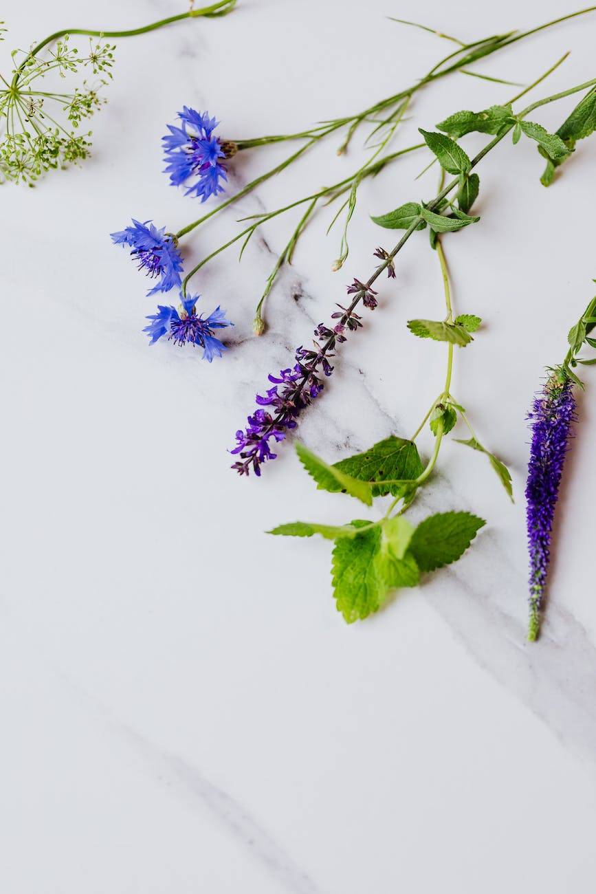 Boho Blooms: Edible Flowers Dianthus for a Culinary Journey